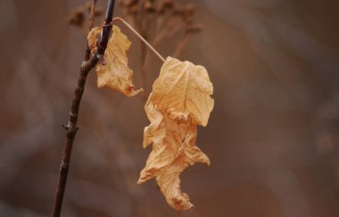 Kuru yaprak rüzgarda sallanıyor.