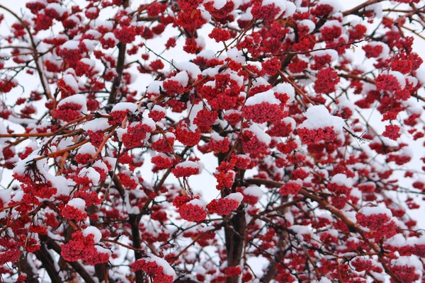 秋の雪はローワンベリーを覆いました — ストック写真