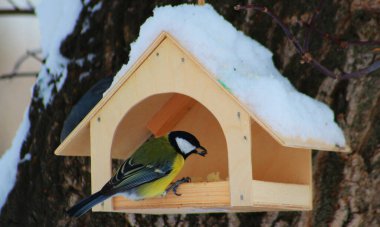 Titmouse yemek için yem oluğuna uçtu.