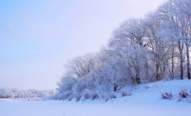 A forest covered with snow and covered with hoarfrost