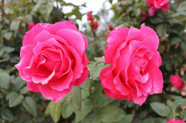 Bahçemde açan iki güzel şakayık