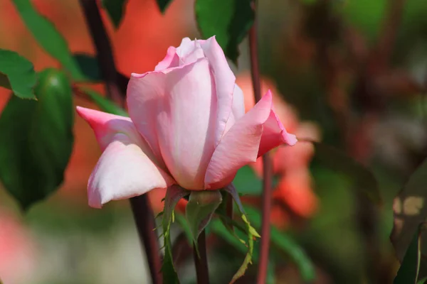 Qué Bien Qué Frescas Eran Las Rosas — Foto de Stock