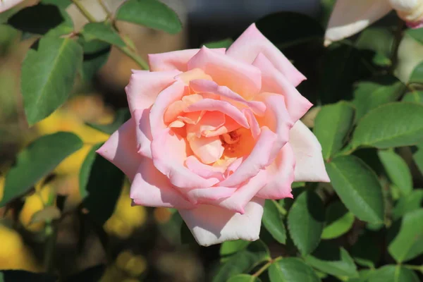 Las Rosas Rosadas Son Muy Hermosas — Foto de Stock