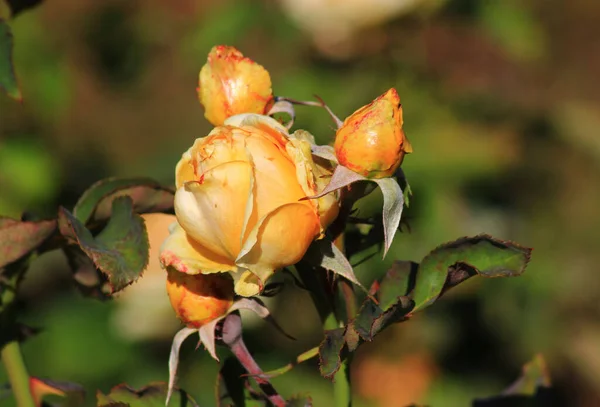 Rose Has Withered Little — Stock Photo, Image