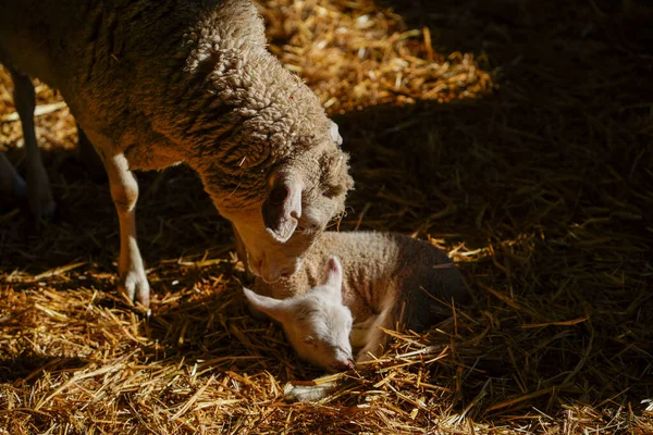 羊和新出生的羊羔 — 图库照片