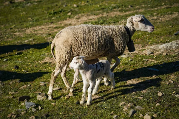羊和新出生的羊羔 — 图库照片