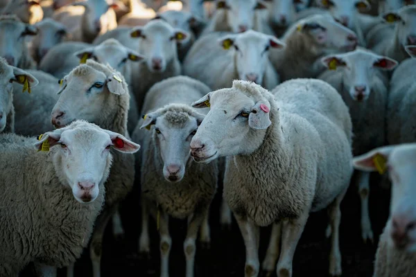农场里的一群羊 — 图库照片