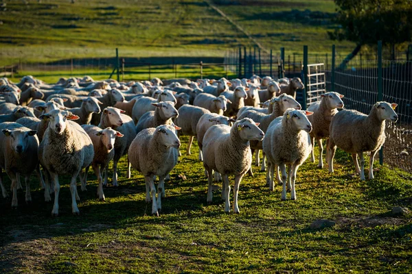 农场里的一群羊 — 图库照片