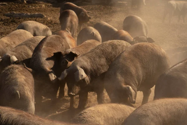 农场里的伊比利亚猪 — 图库照片