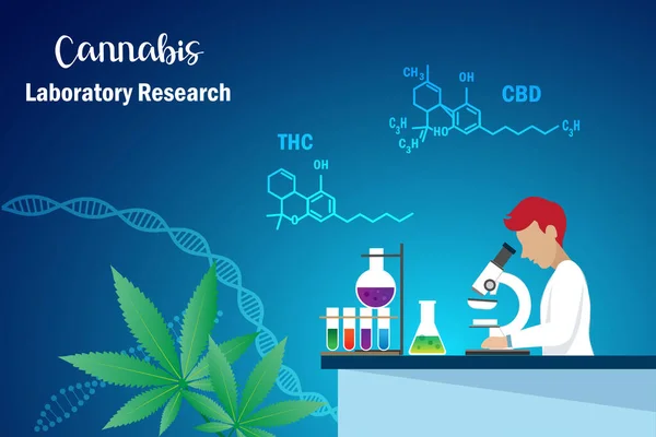 Forskare Inom Laboratorieanalys Och Forskning Cannabis Marijuanablad Med Thc Och — Stock vektor