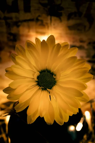 マクロレンズ付きボトルの花 — ストック写真