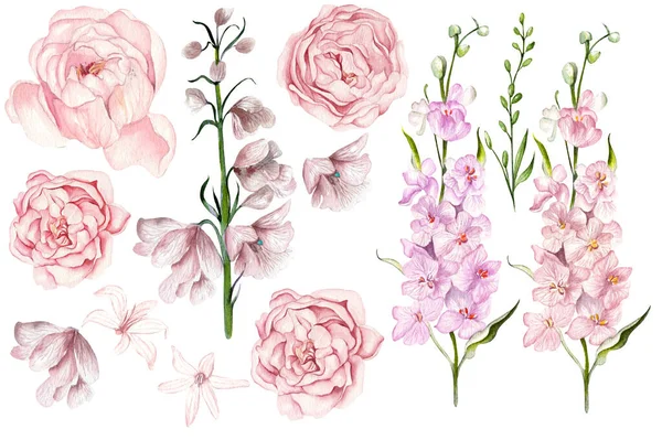 Aquarel Set Met Verschillende Wilde Bloemen Bladeren — Stockfoto