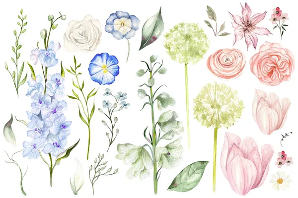 Akvarel Set Různými Divokými Květy Listy — Stock fotografie