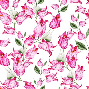 Tırmanan dallarda güzel begonviller, kusursuz çiçek desenleri. Suluboya resim. resimleme.