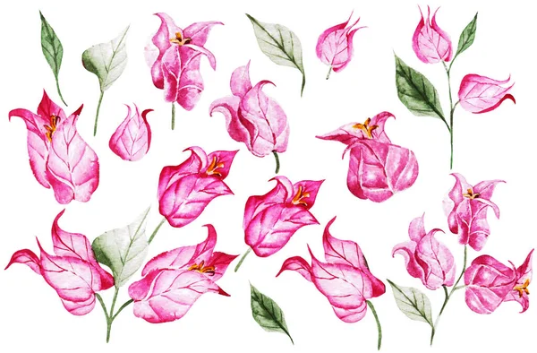 Bellissimi Set Fiori Bouganville Pittura Acquerello Illustrazione — Foto Stock