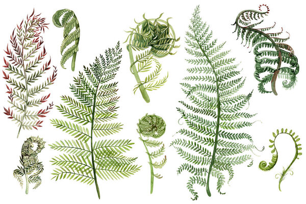 Коллекция элементов, изолированных на белом. Акварель.