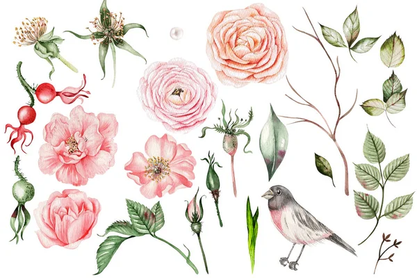 ピンクの春の花や蕾 葉や鳥とセットの美しい水彩画 イラスト — ストック写真