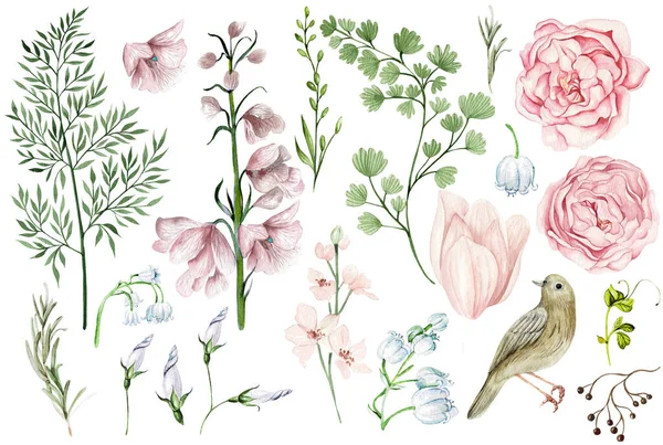 Superbe Aquarelle Sertie Fleurs Bourgeons Roses Printanières Feuilles Oiseaux Illustration — Photo