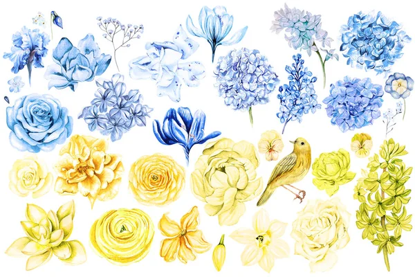Akvarel Set Žlutými Modrými Květy Ilustrace — Stock fotografie
