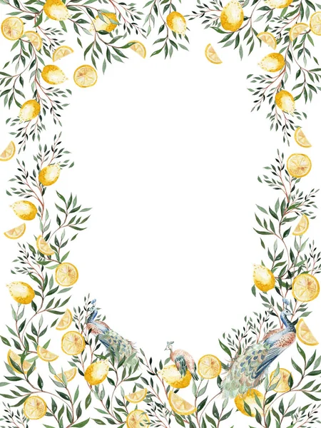 Watercolor Frame Citrus Fruits Leaves Birds Peacoc Illustration — 图库照片
