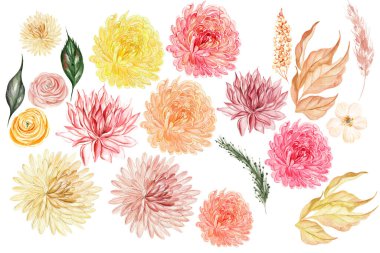 Watercolor set with autumn leaves, chrysanthemum wildflowers, ranunculus. Illustration