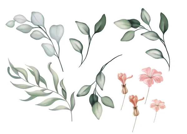 Ensemble Élégant Avec Des Feuilles Des Fleurs Eucalyptus Illustration — Photo