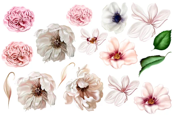 Conjunto Elegante Com Peônias Rosas Folhas Eucalipto Ilustração — Fotografia de Stock