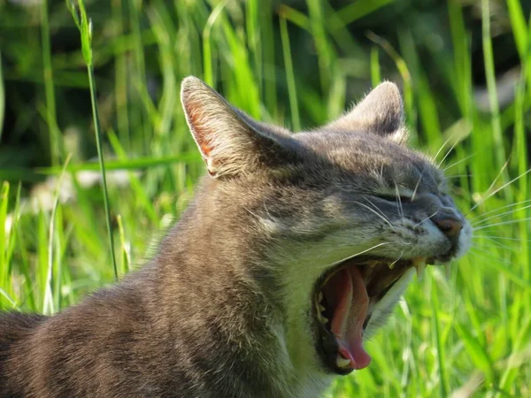 Yawning cat with mouth open wide