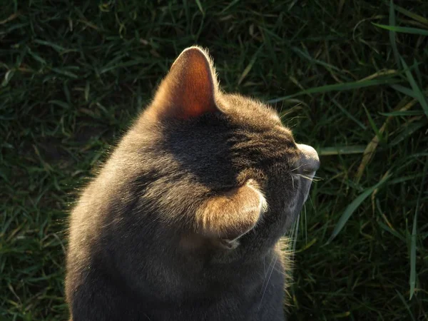 Nahaufnahme Porträt Der Katze Von Oben Mit Gras Hintergrund — Stockfoto