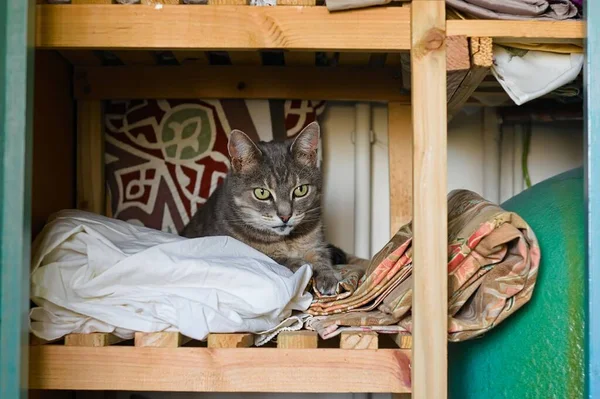 Schattig Tabby Kat Liggend Een Deken Een Houten Luchtafvoerkast — Stockfoto