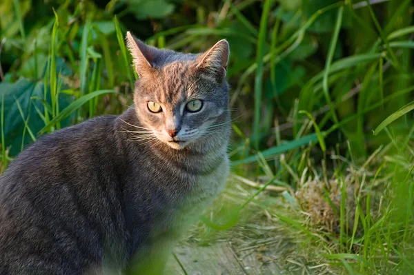 Krásný Pes Tabby Kočka Sedí Večerním Slunci Dlouhou Trávou Pozadí — Stock fotografie