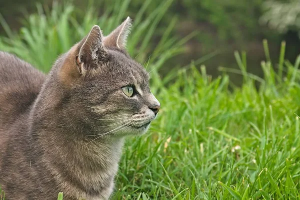 Side view of a beautiful tabby cat with soft focus grass in background