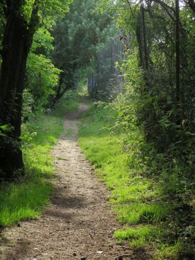 Çimlerle kaplı ormanda ayak izleri.