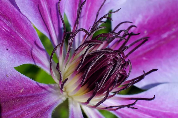 Beau Gros Plan Fleur Clématique Dans Jardin — Photo