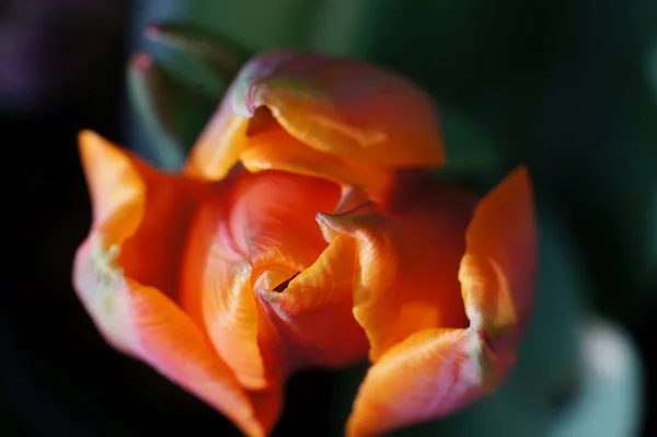 Detailní Záběr Rozkvetlé Oranžové Růže — Stock fotografie