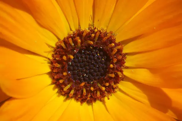 Mooie Close Van Goudsbloem Tuin — Stockfoto