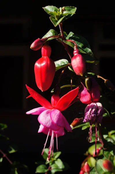 Gros Plan Belles Fleurs Fuchsia Dans Jardin — Photo