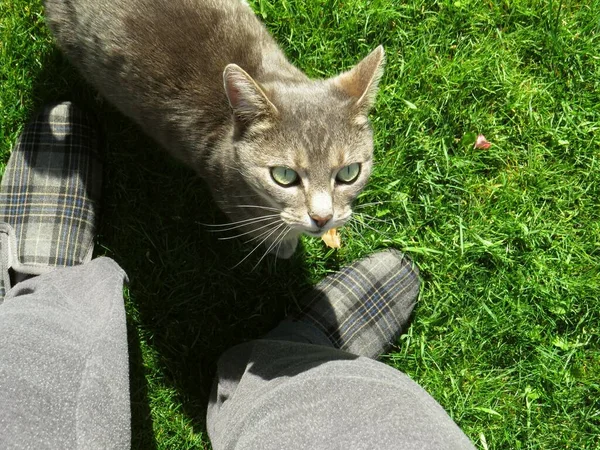Eine Schöne Und Liebenswerte Katze Auf Dem Rasen Die Ihrem — Stockfoto