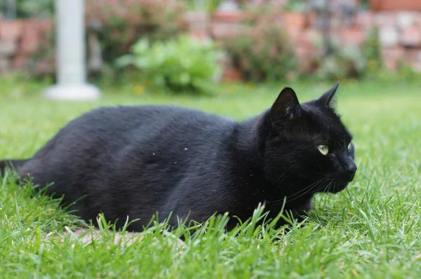 Μια Μαύρη Γάτα Πράσινα Μάτια Που Κάθεται Στο Γρασίδι — Φωτογραφία Αρχείου