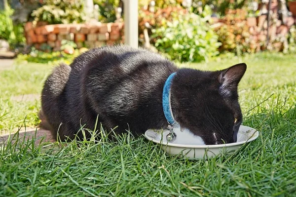 Schwarze Katze Mit Halsband Frisst Aus Einer Schüssel Auf Dem — Stockfoto