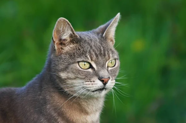 Αξιολάτρευτη Γάτα Tabby Πράσινα Μάτια Ένα Defocused Κήπο Φόντο — Φωτογραφία Αρχείου