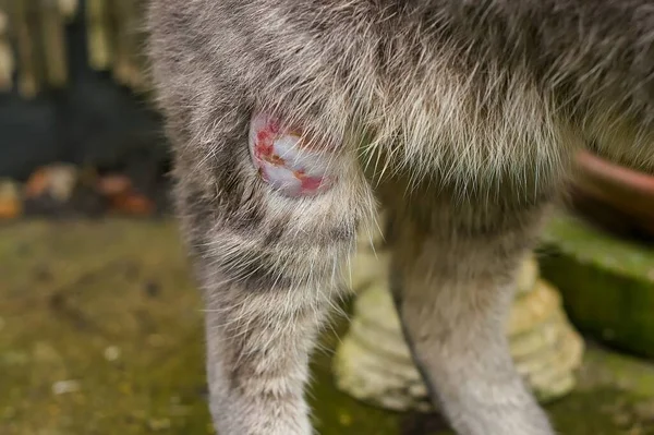Bacağında Apse Olan Tekir Bir Kedi — Stok fotoğraf
