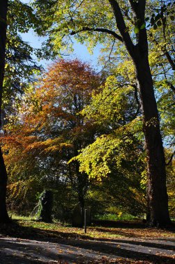 Woodland in autumn colours on a sunny day