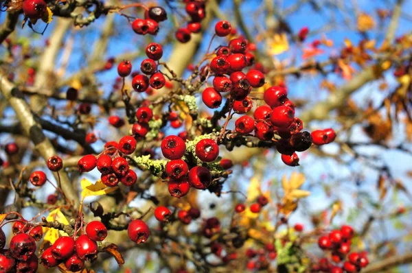Close Red Berries Tree Autumn Blue Sky Soft Focus Background — 스톡 사진