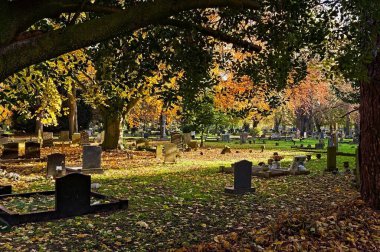 Viktorya Mezarlığı 'nda sonbahar boyunca ağaç dalları arasından güneş ışığının çarpıcı görüntüsü