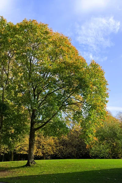Tree Parkland Leaves Turning Yellow Sunny Autumn Day — Zdjęcie stockowe
