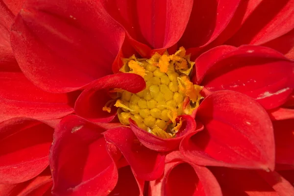 Close View Red Dahlia Flower — Fotografie, imagine de stoc