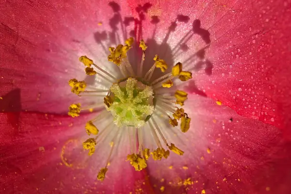 Extreme Macro View Showing Stanem Wild Pink Poppy Flower — Stock fotografie