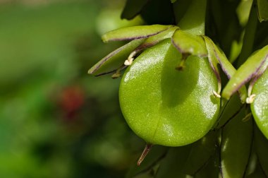 Değişken bir ananas çiçeğinin tohum kapsülünü kapat (Eucomis bicolor )