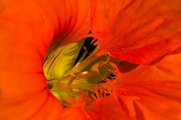Extrémní Zblízka Pomerančové Nasturtium Tropaeolum Majus Flower — Stock fotografie